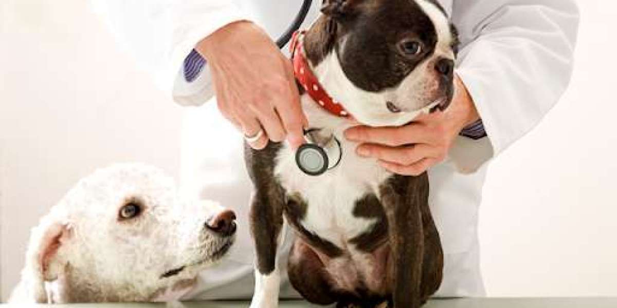 Why Early Detection of Heart Disease in Pets is Crucial