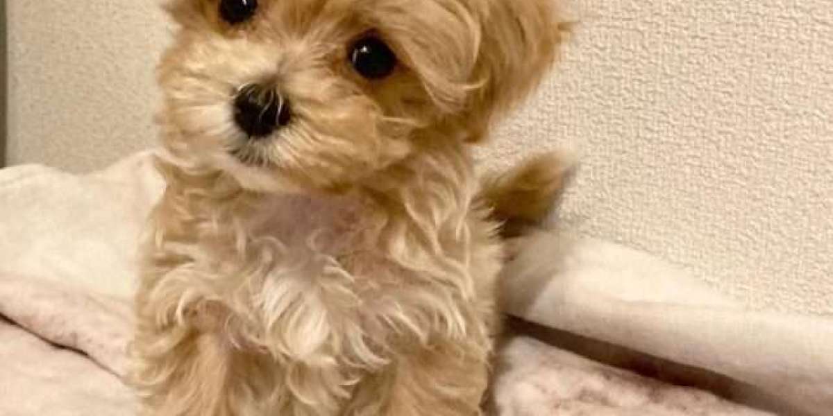 Maltipoo Breeder Near Me: Top Maltipoo Breeders in Your Area