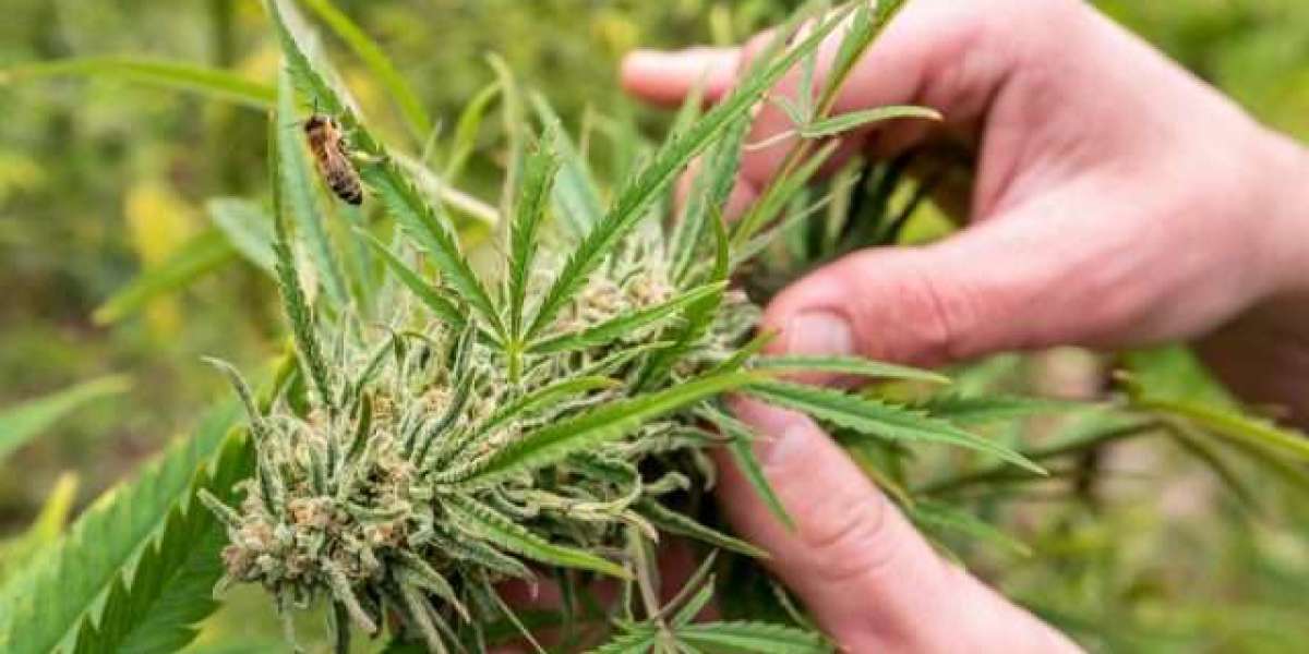 A Coastal Perspective on Cannabis Access in Laguna Beach