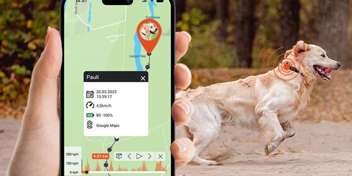 A Complete Guide to Choosing the Best GPS Dog Tracker