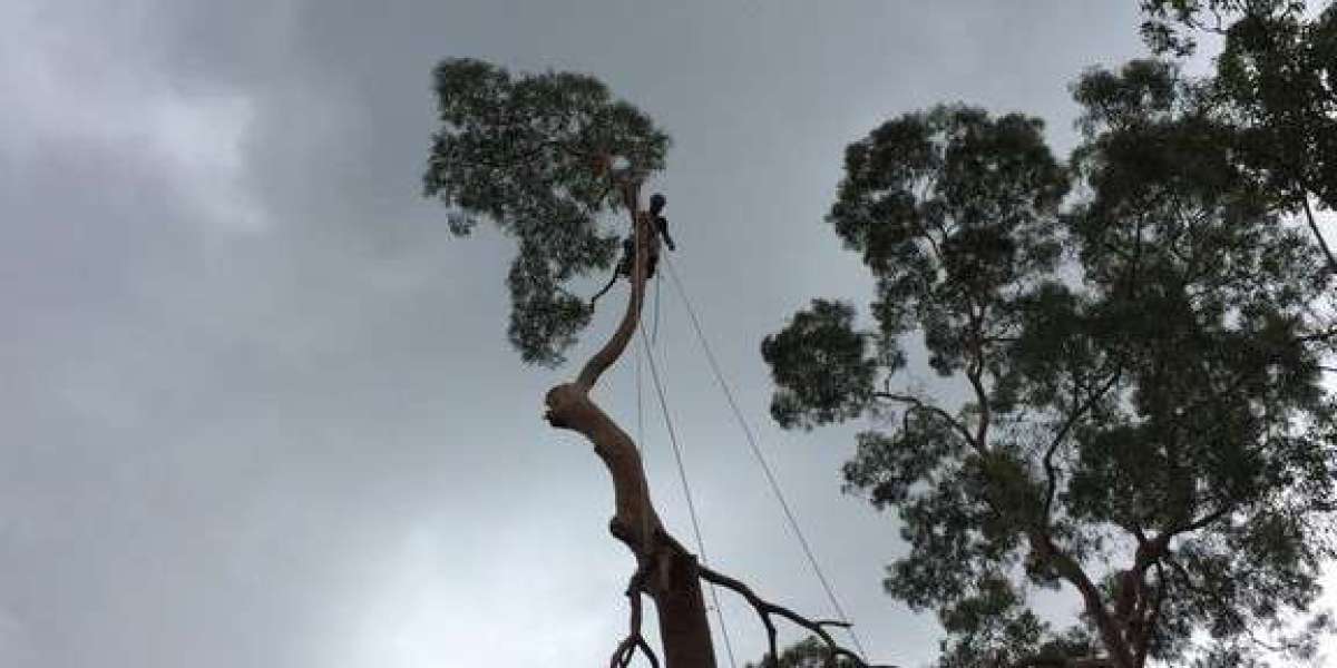 Professional Tree Removal & Cutting North Shore: Your Trusted Local Experts