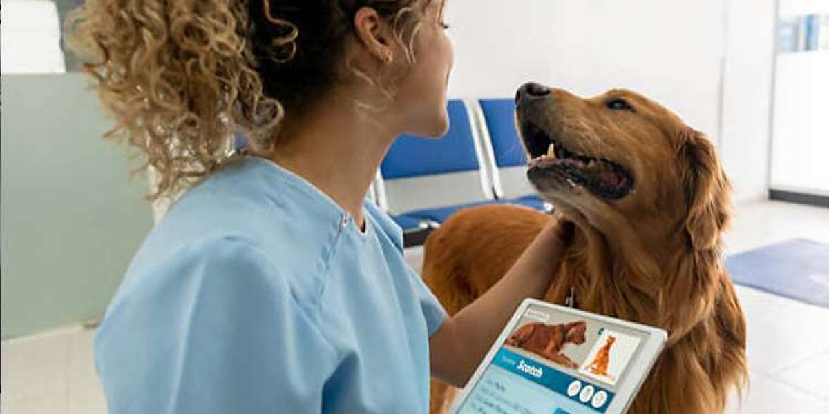 Designing the Perfect Vet Clinic Website for Pet Owners