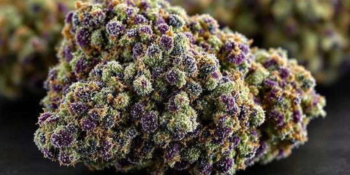 Discover the Benefits of Cannabidiol Tinctures