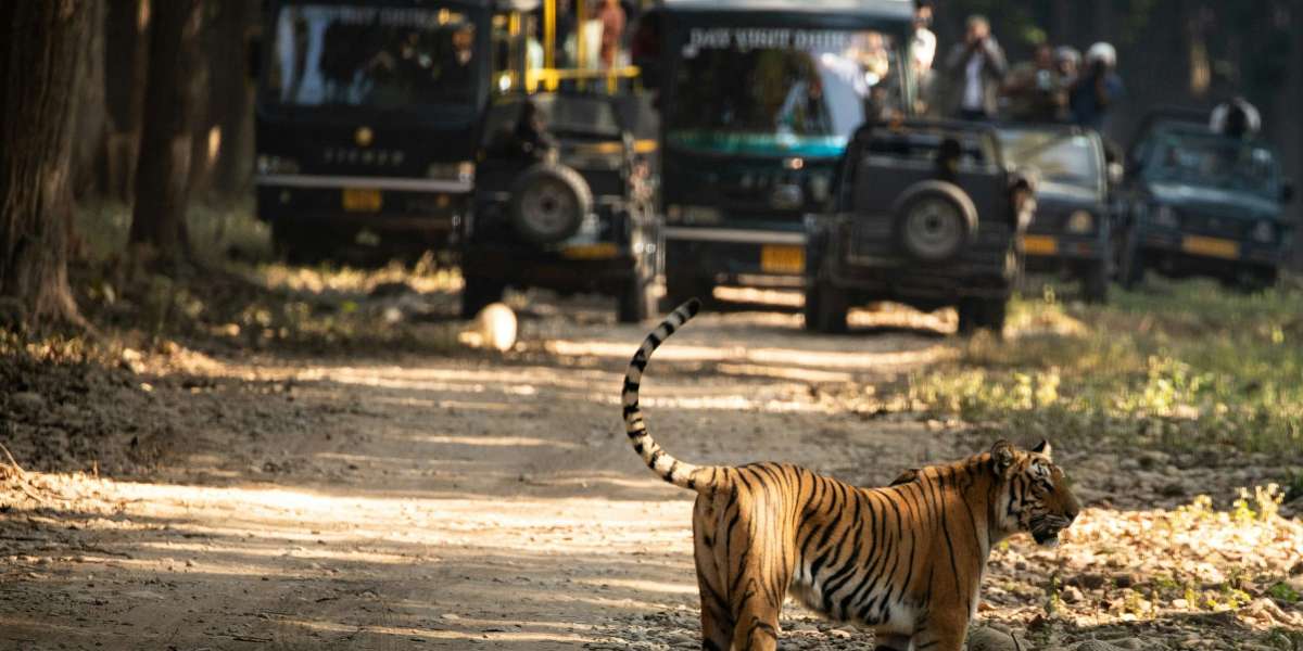 Jim Corbett Jeep Safari – Explore Wildlife Adventure with TapOnTravel