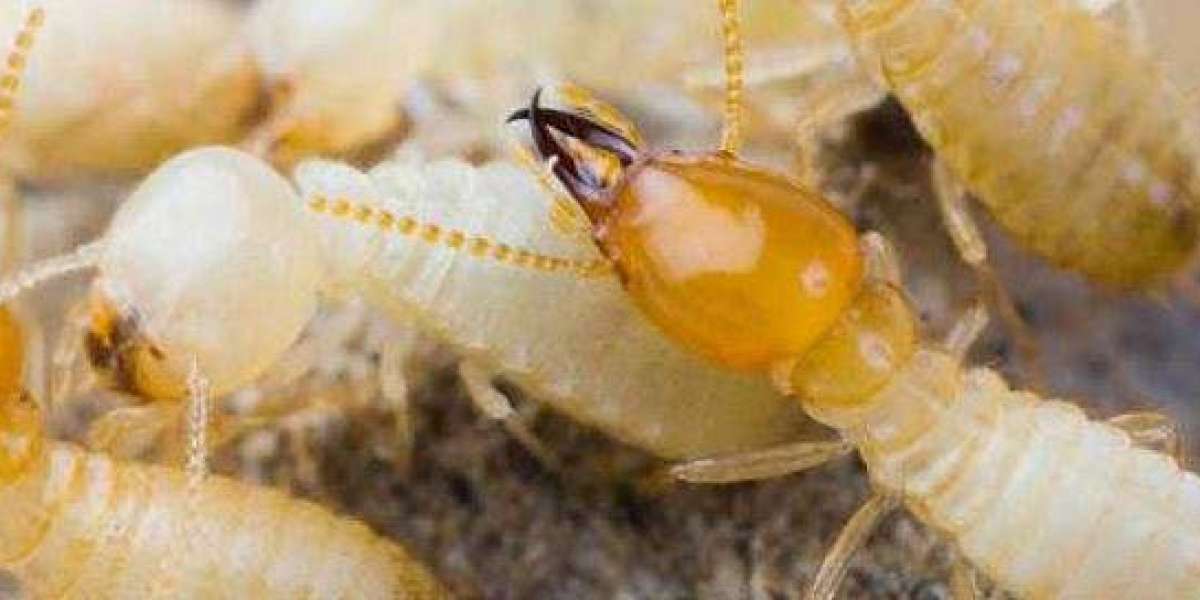 Knockdown Pest Control: Sydney's Trusted Partner for Termite Control Sydney