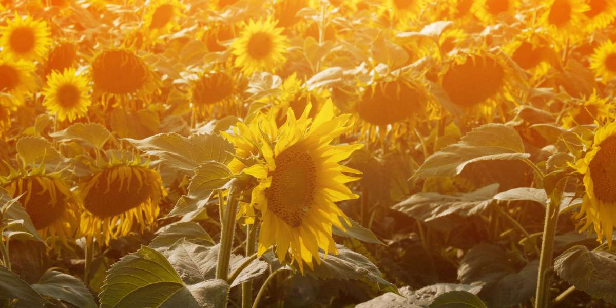 Erectile Dysfunction Treatment In Australia: A Comprehensive Case Examine