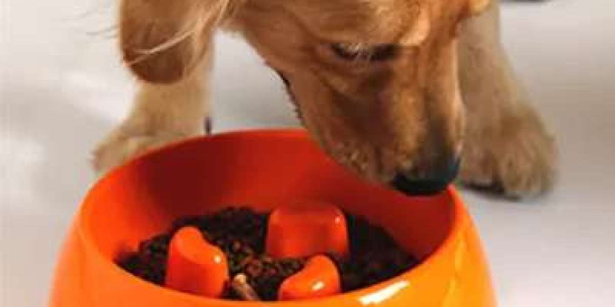 Choosing the Right Cat and Dog Food Bowl for Your Pet’s Needs