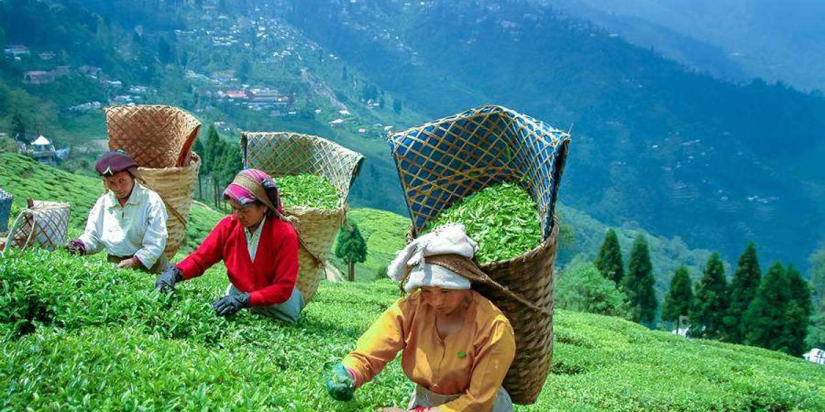 Darjeeling & Mussoorie: Plan Your Perfect Twin Getaway From Delhi