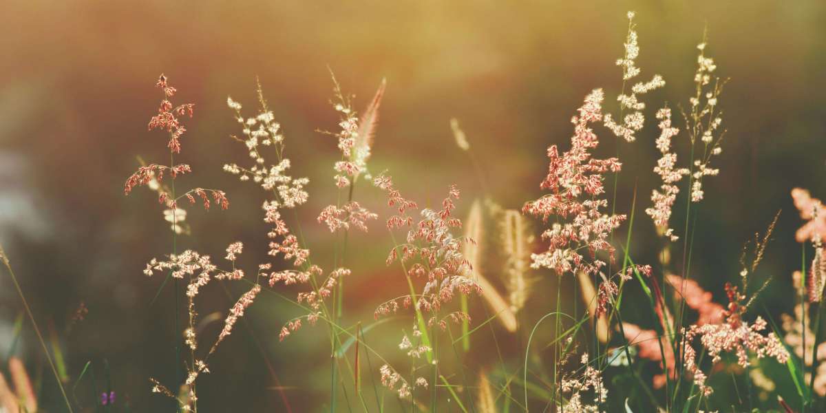 PoE 2 Wyvern Druid Build Guide by U4GM