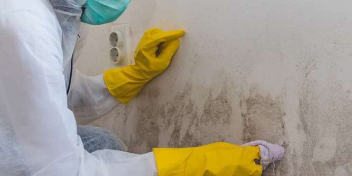 Mold Expert Attorney Support For Tenants Facing Unsafe Living Conditions