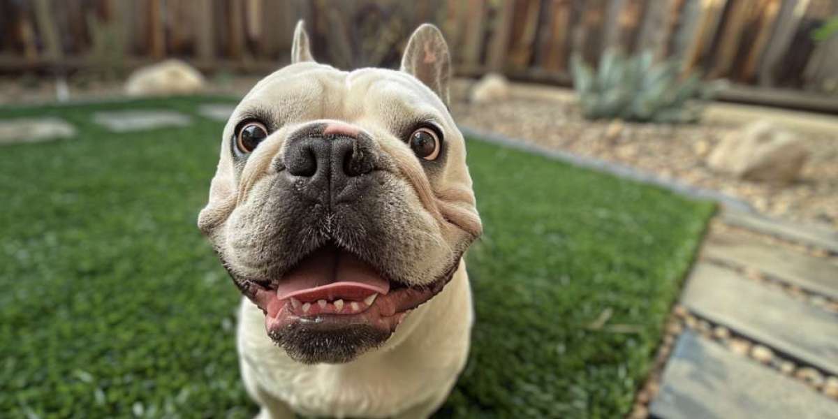 Say Goodbye to Messy Yards with Professional Dog Poop Scooper Services