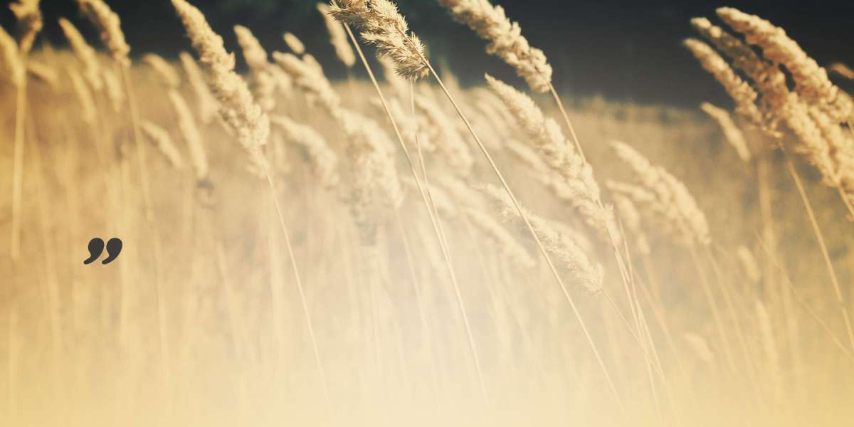 Investing in Gold and Silver: A Case Study on Gold And Silver IRA Companies