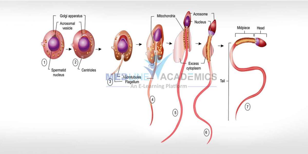 Andrology: The Backbone of Male Fertility Care in Modern Reproductive Medicine