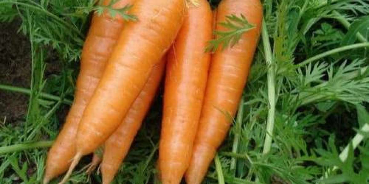Fresh Carrots: An Everyday Vegetable with Amazing Value