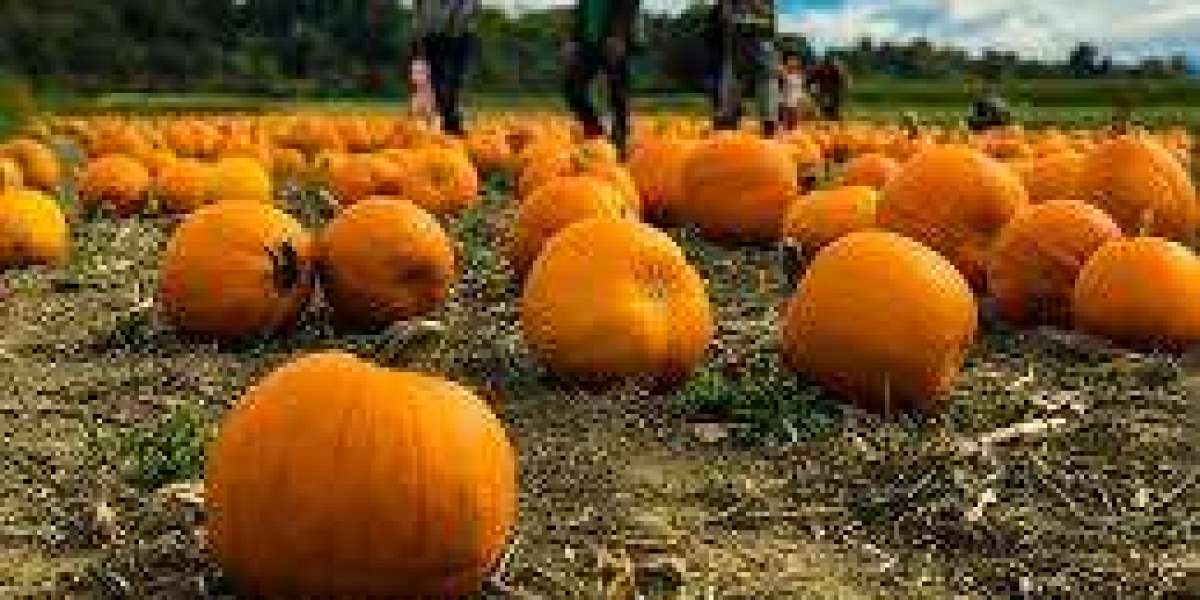 Find the Best Local Pumpkin Picking Experience