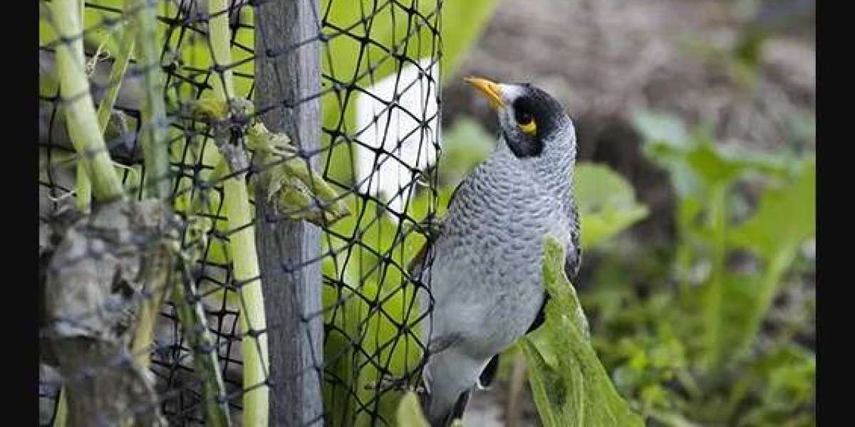 Fence Netting for Gardens: Protecting Plants from Pests