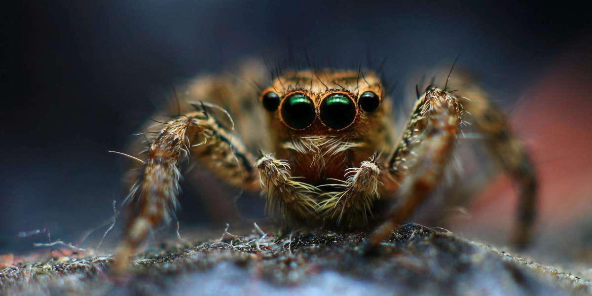 Keep Your Property Spider-Free with Spiders Control in Dubai