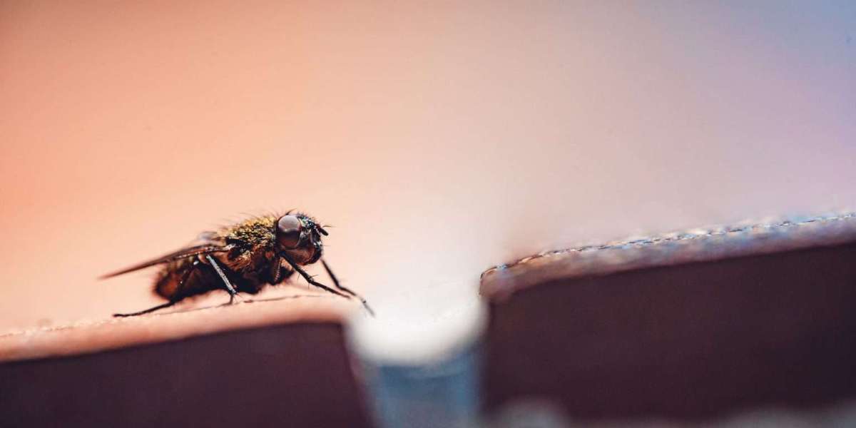 Effective House Flies Control in Dubai: Your Guide to a Sterile and Safe Environment