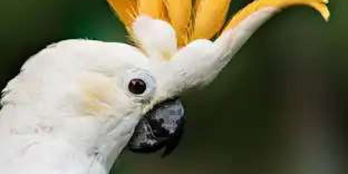 Exploring Macaw Forums: Insights on the Blue Macaw