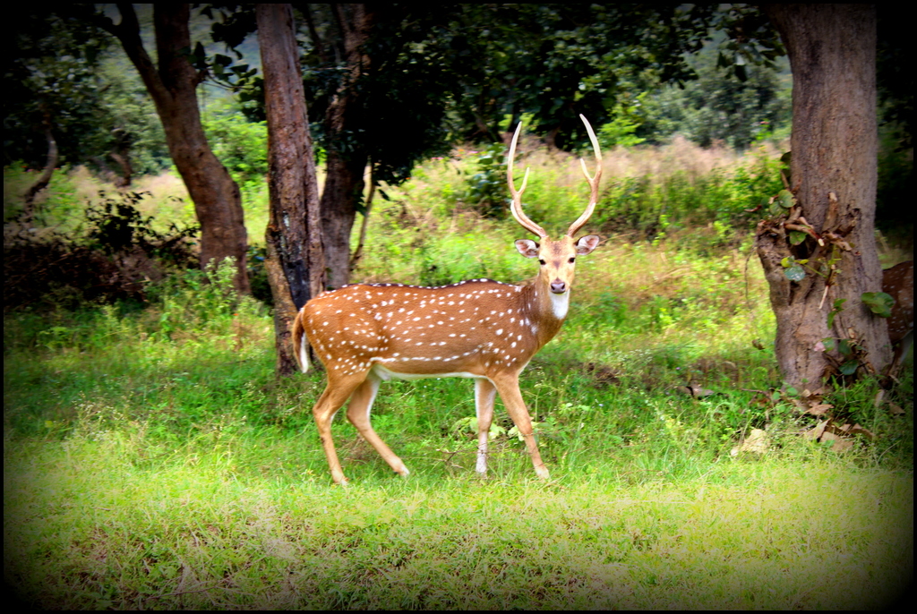 Mysore to Br Hills Tour packages and Car Rentals