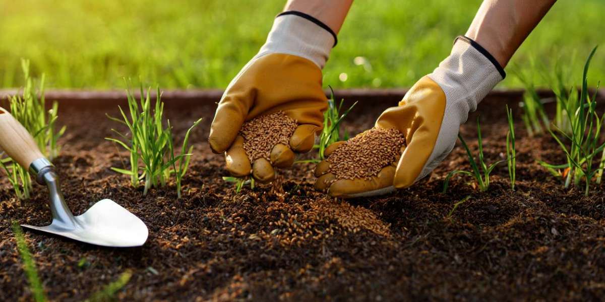 Zoysia Grass Guide: Benefits, Seed Planting & Lawn Care