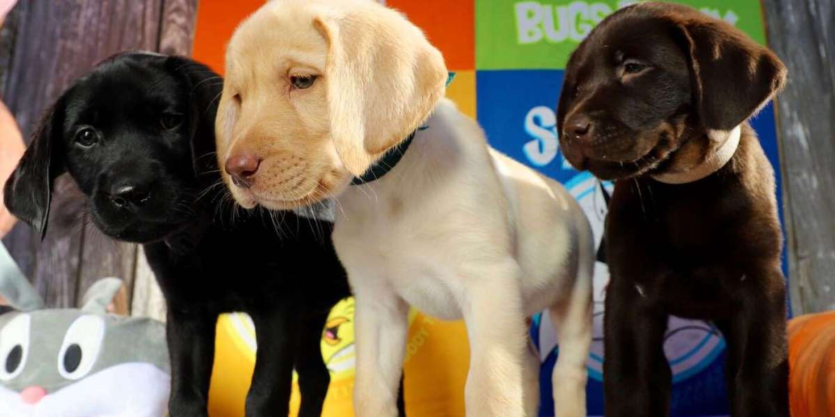 Puppy Training Venice FL Your Complete Guide to Raising a Happy Well-Behaved Puppy