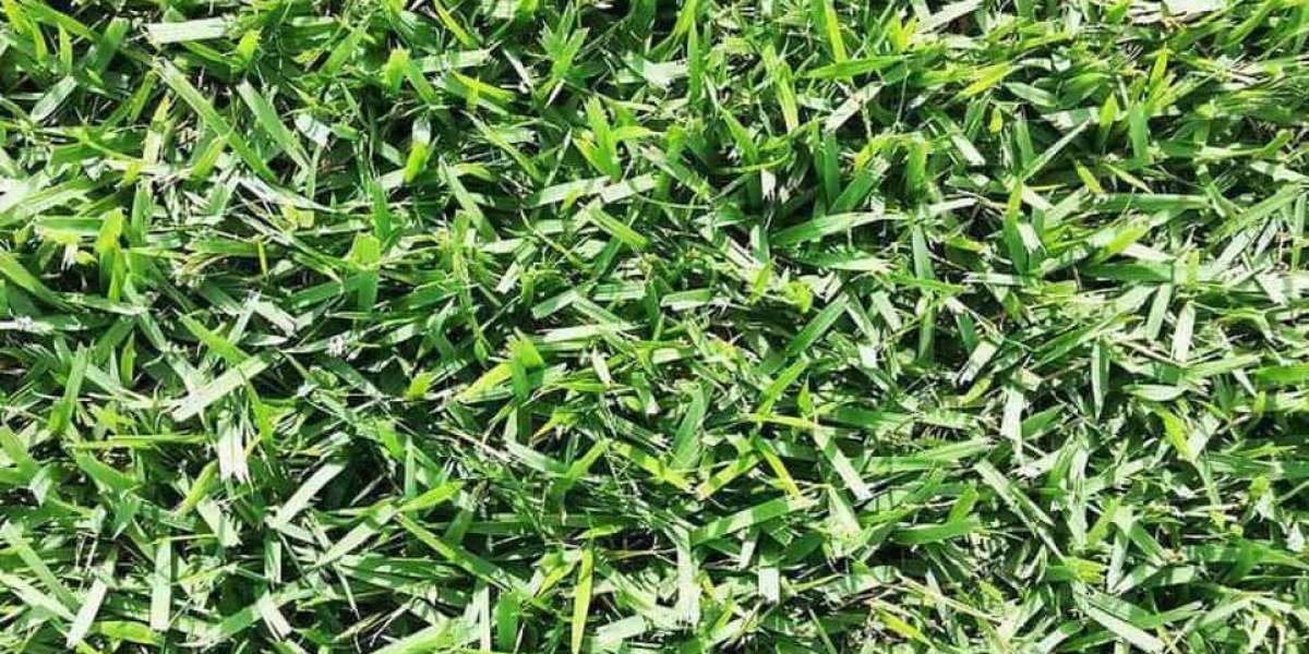 Understanding What Wholesale Sod Tampa Really Means