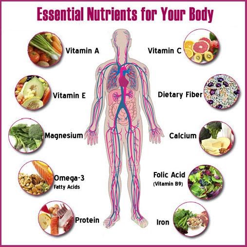 Nutritious Food Is Needed For The Body